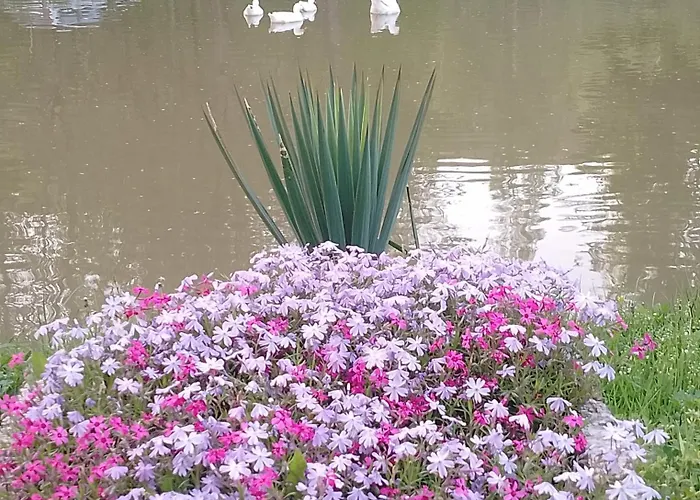 Sljivik Lantställe *